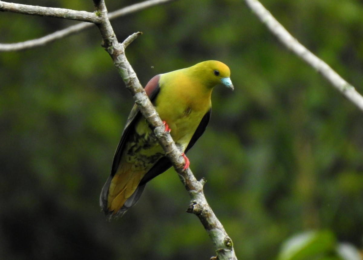 Wedge-tailed Green-Pigeon - ML640642641