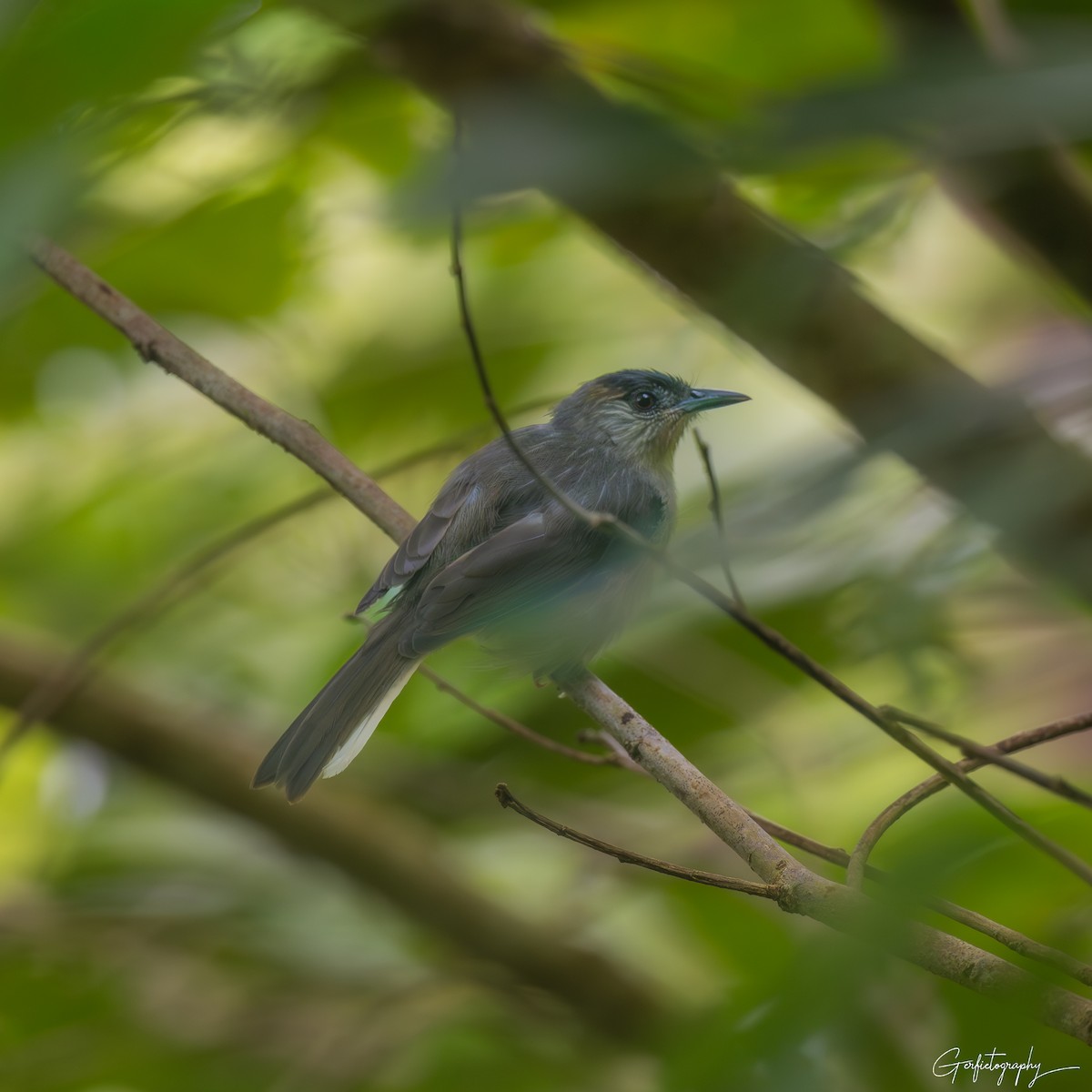 Calabarzon Babbler - ML640642643