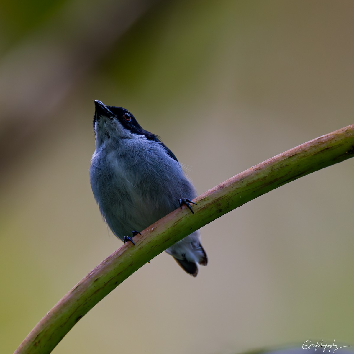 Bicolored Flowerpecker - ML640642662