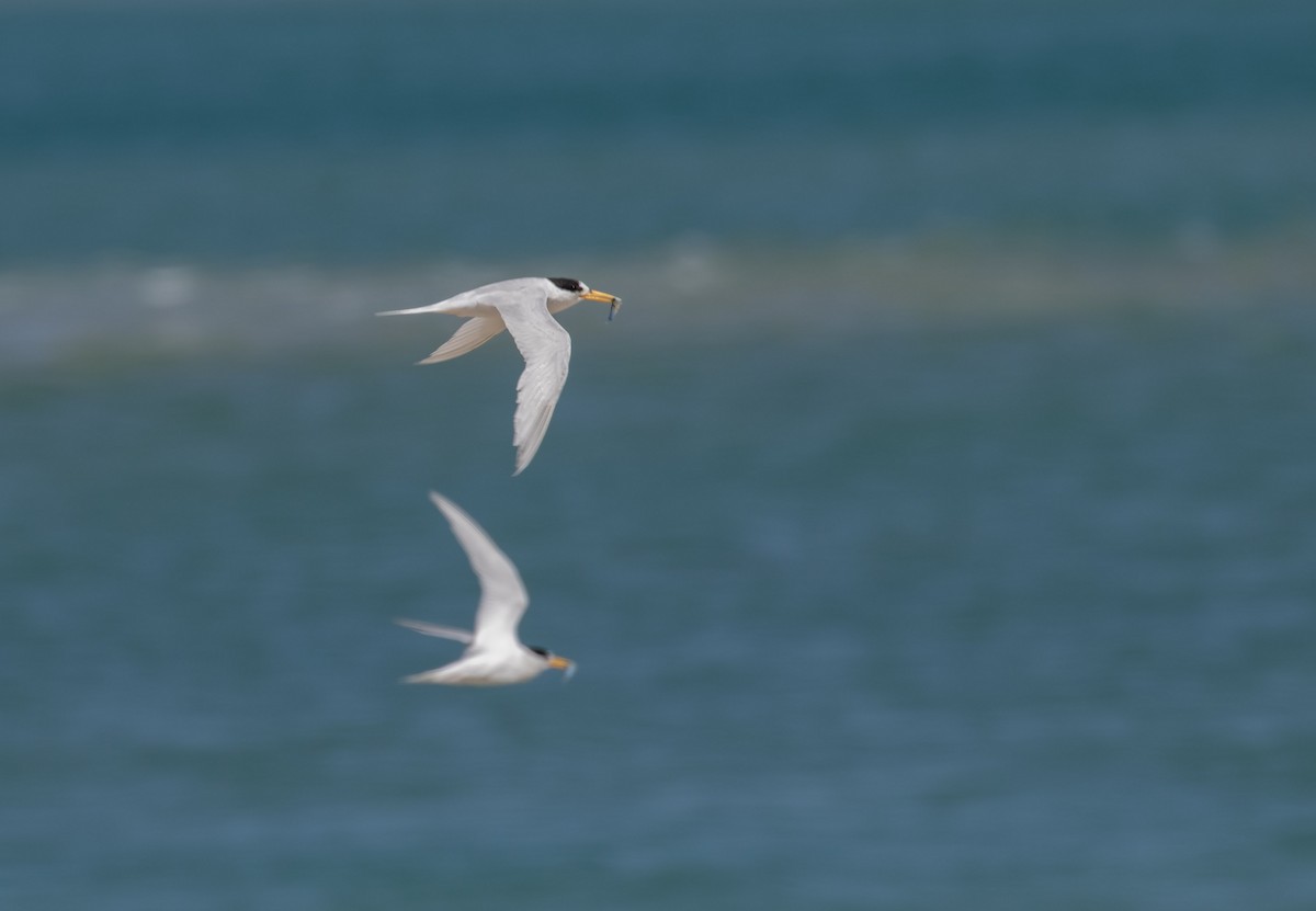 Australian Fairy Tern - ML640642703