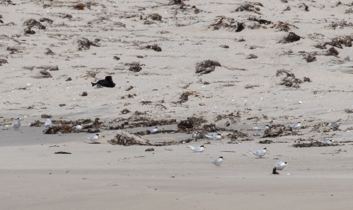 Australian Fairy Tern - ML640642705