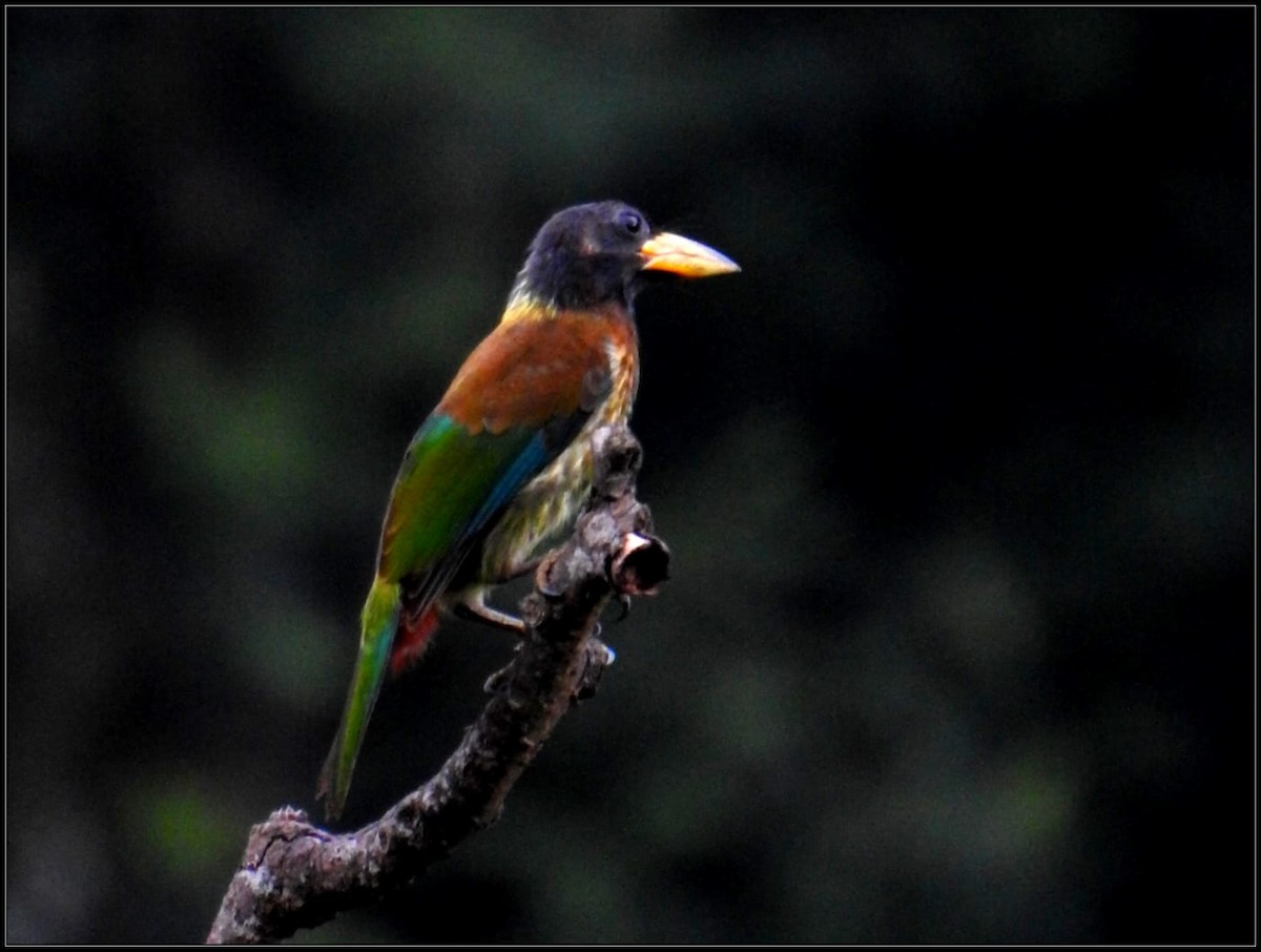 Great Barbet - ML640642708