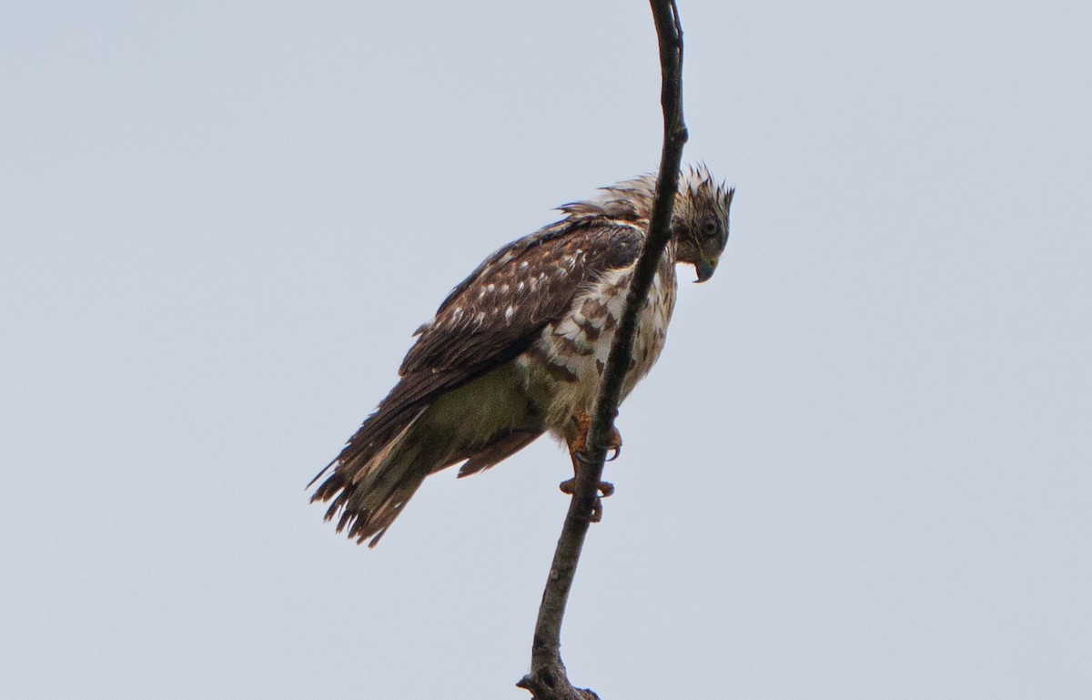 Broad-winged Hawk - ML640642747