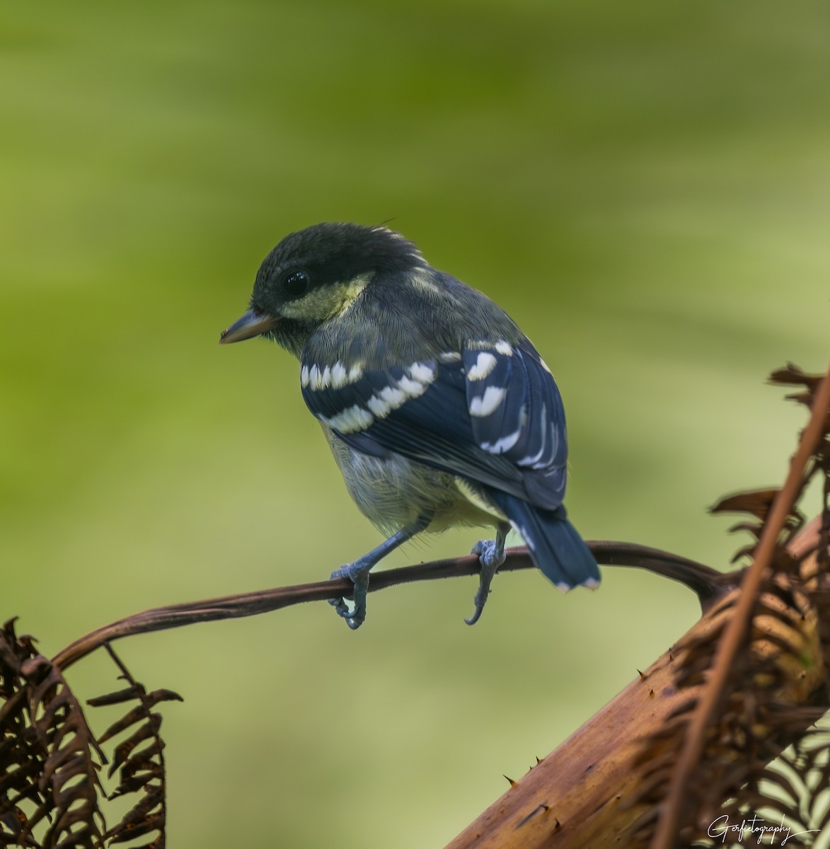 Elegant Tit - ML640642786