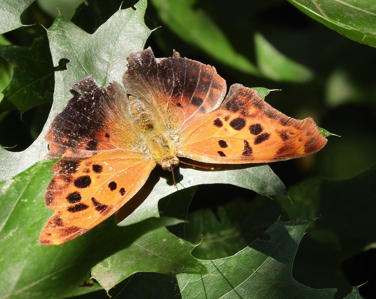 Eastern Comma - ML640642802