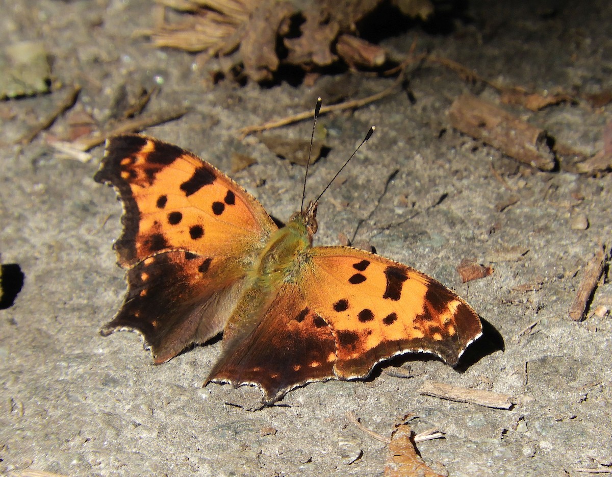 Eastern Comma - ML640642808