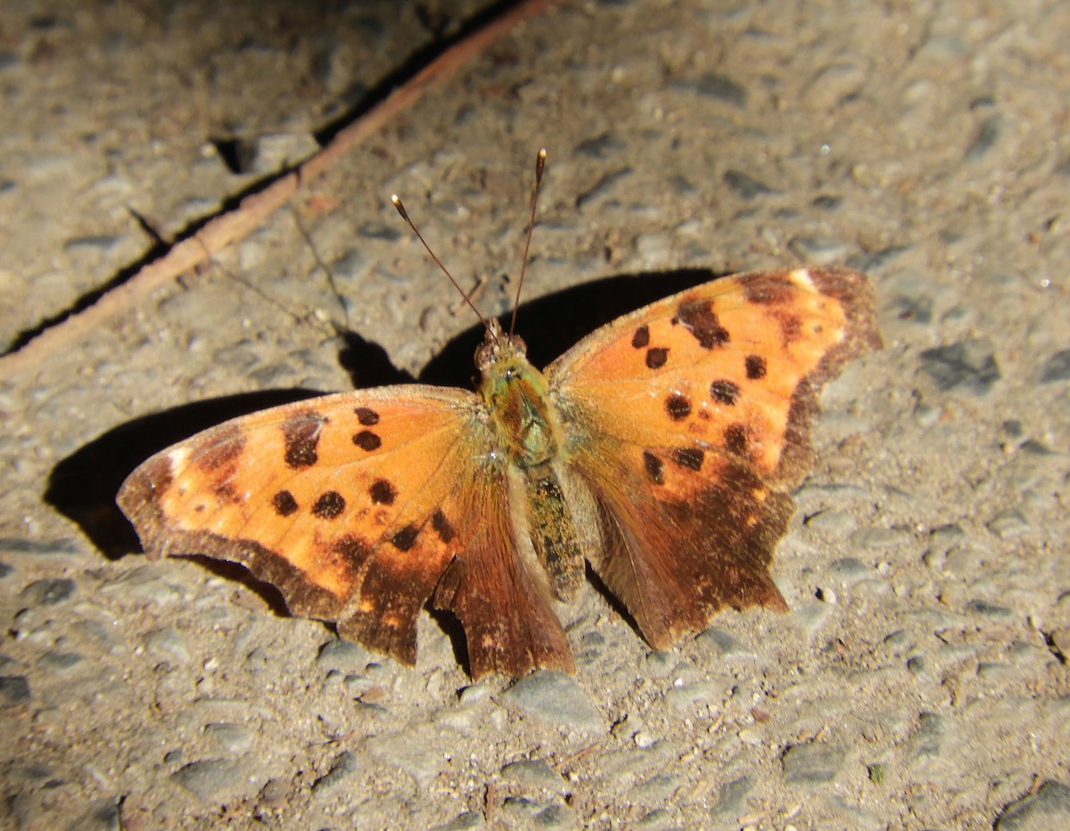 Eastern Comma - ML640642809