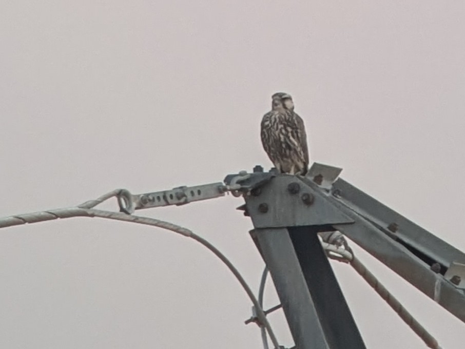 Lanner Falcon - ML640642846