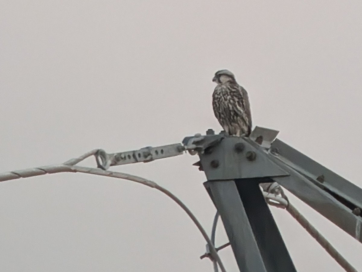 Lanner Falcon - ML640642847