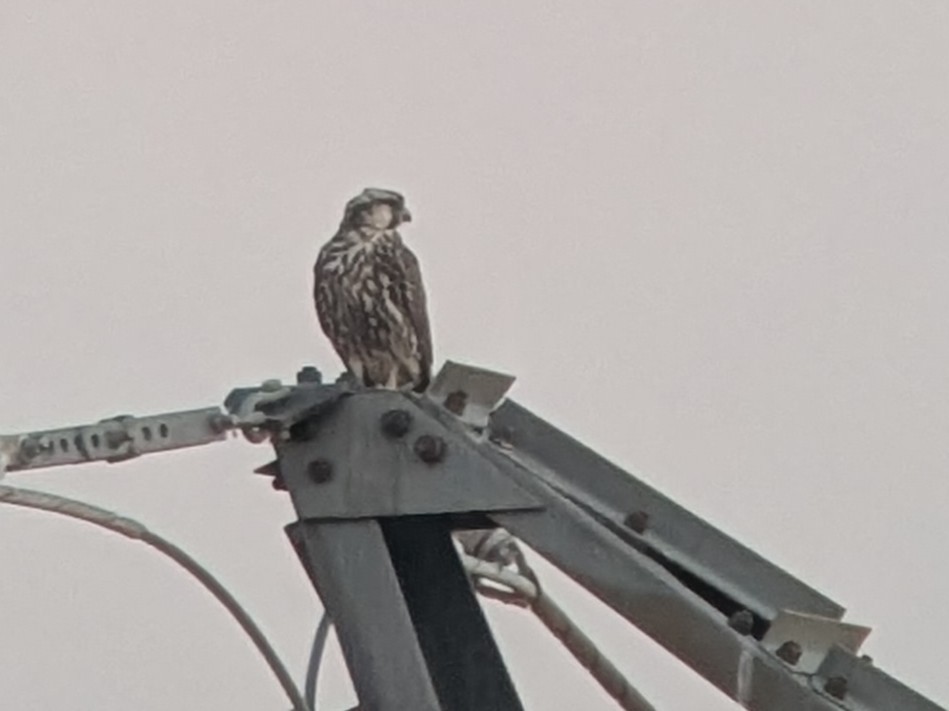 Lanner Falcon - ML640642848