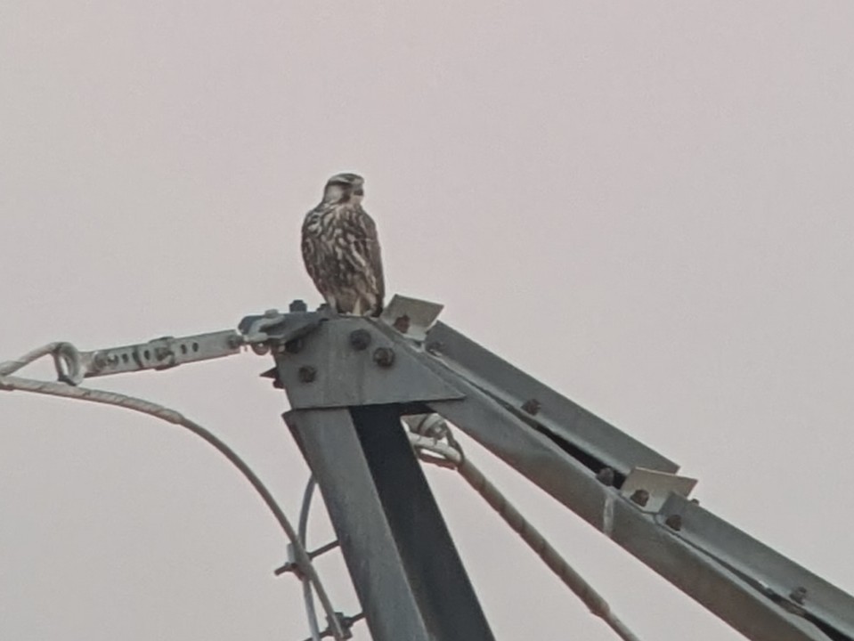 Lanner Falcon - ML640642849