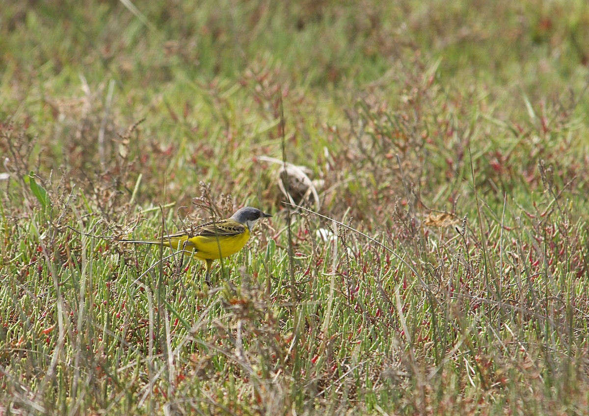 Bergeronnette printanière (iberiae/cinereocapilla/pygmaea) - ML640642858