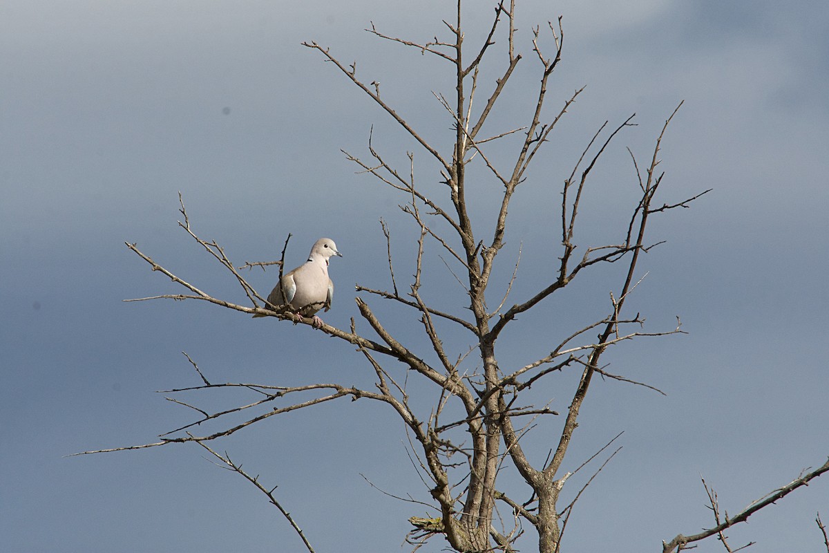 Usapal turkiarra - ML640642890