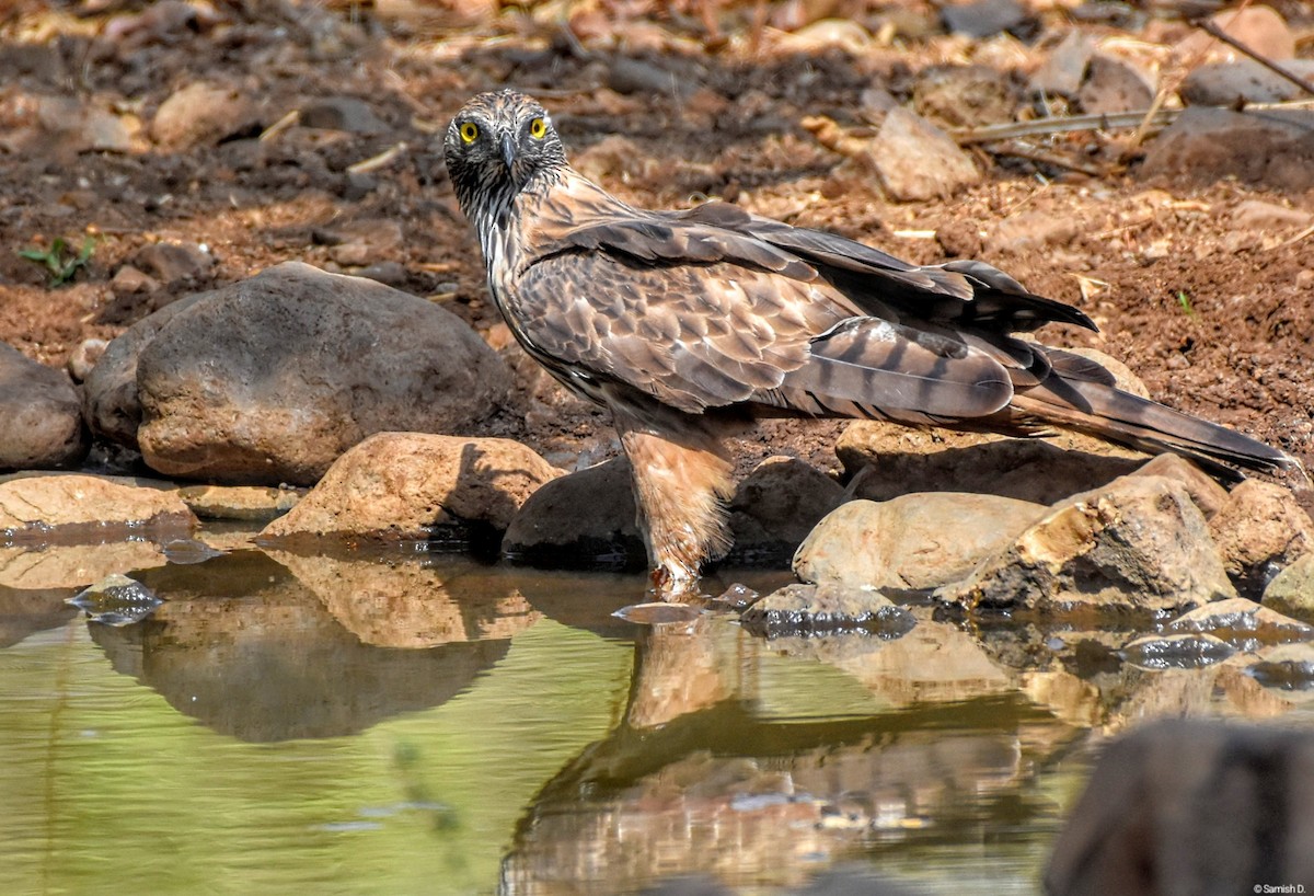 Changeable Hawk-Eagle (Crested) - ML640642891