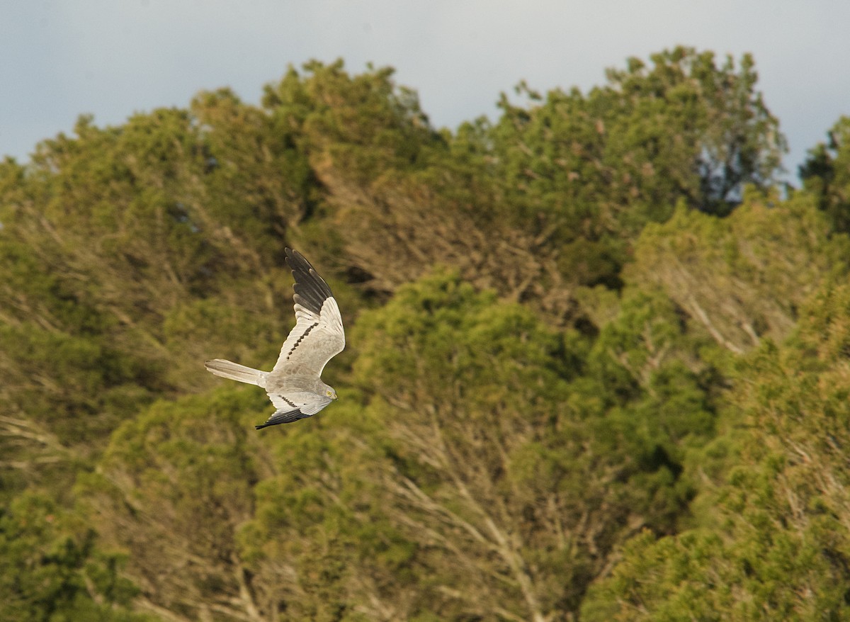 Mirotz urdina - ML640642924