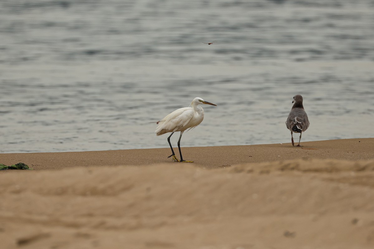 Chinese Egret - ML640642926