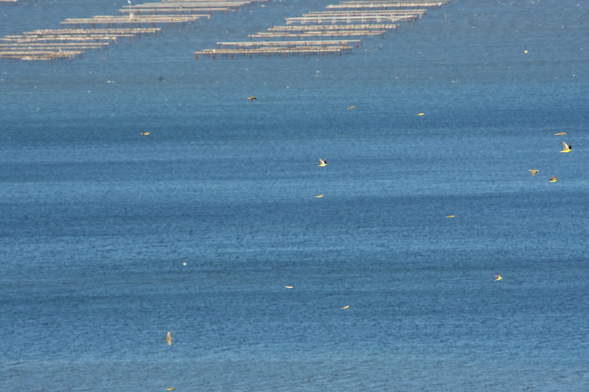 Larre-buztanikara - ML640642927