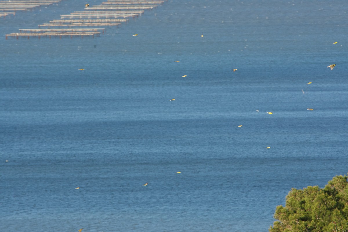 Larre-buztanikara - ML640642941