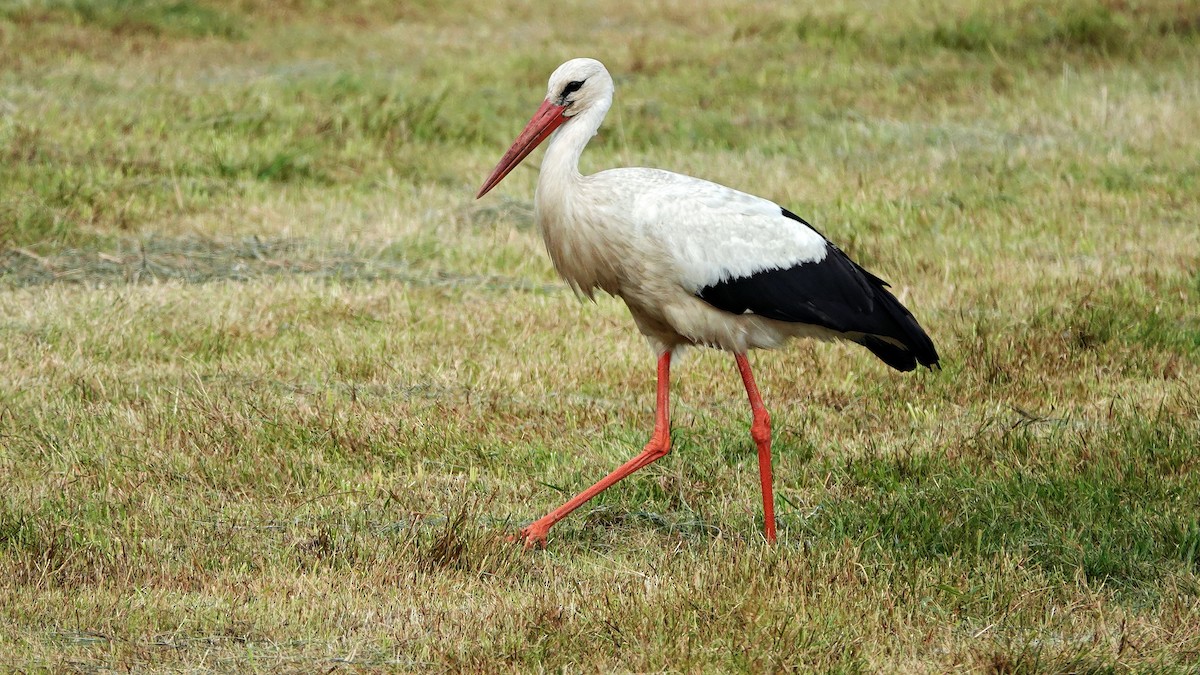 White Stork - ML640642963