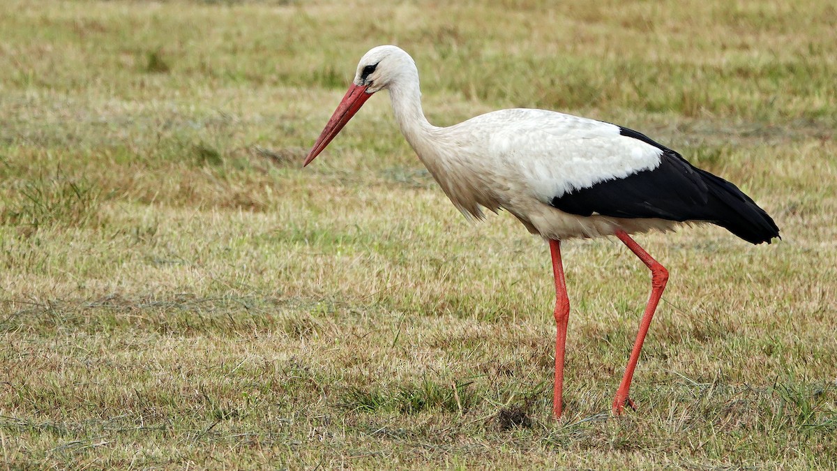 White Stork - ML640642966