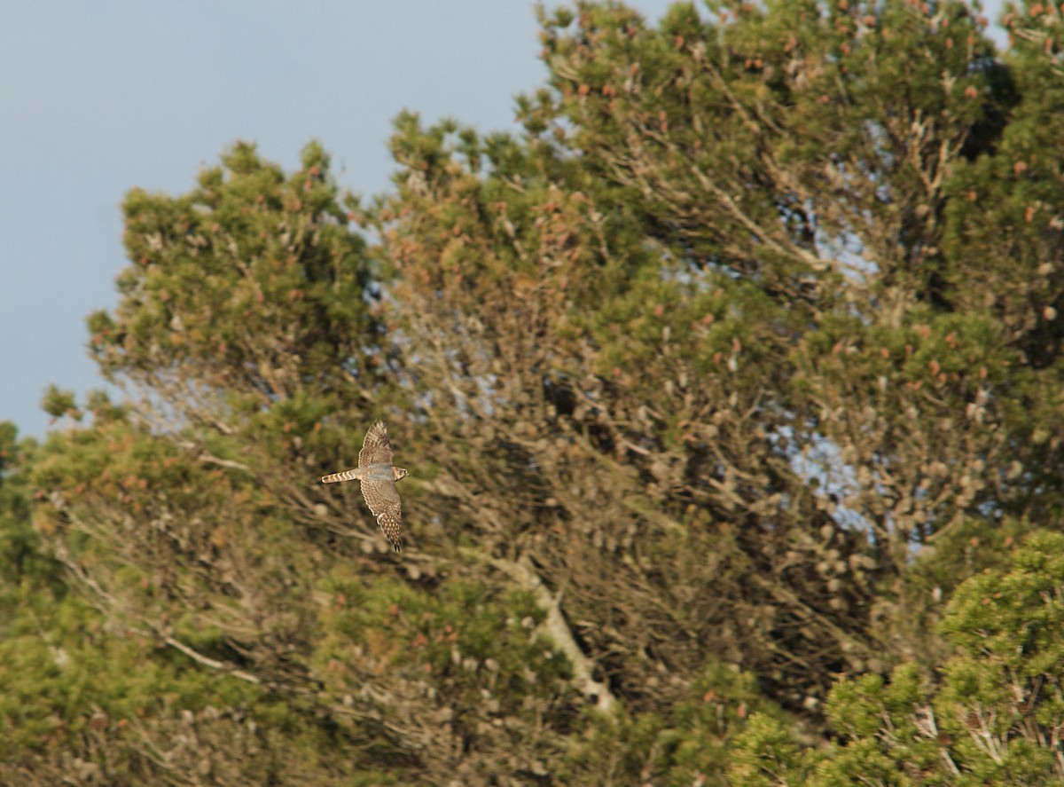 Belatz txikia - ML640642974