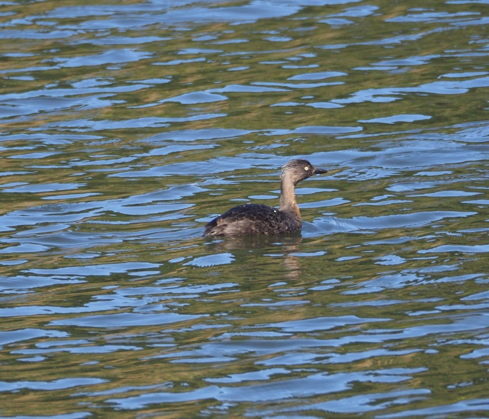 New Zealand Grebe - ML640643013