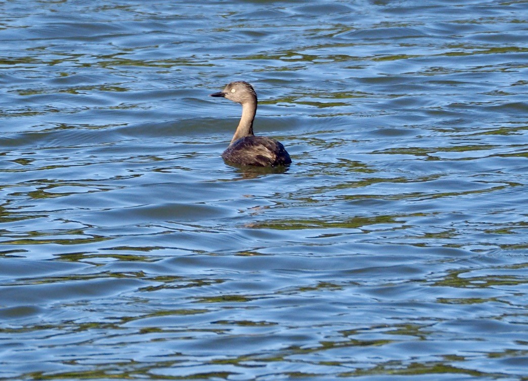 New Zealand Grebe - ML640643021