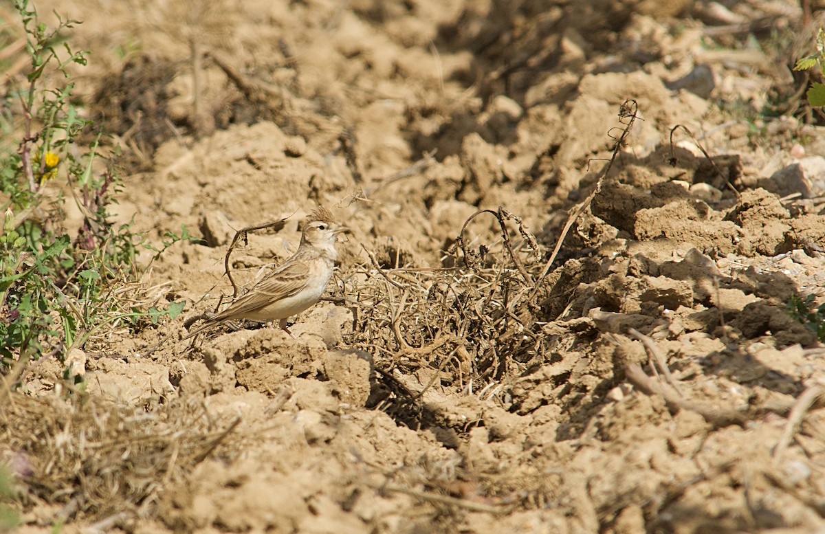 Txoriandre arrunta - ML640643043