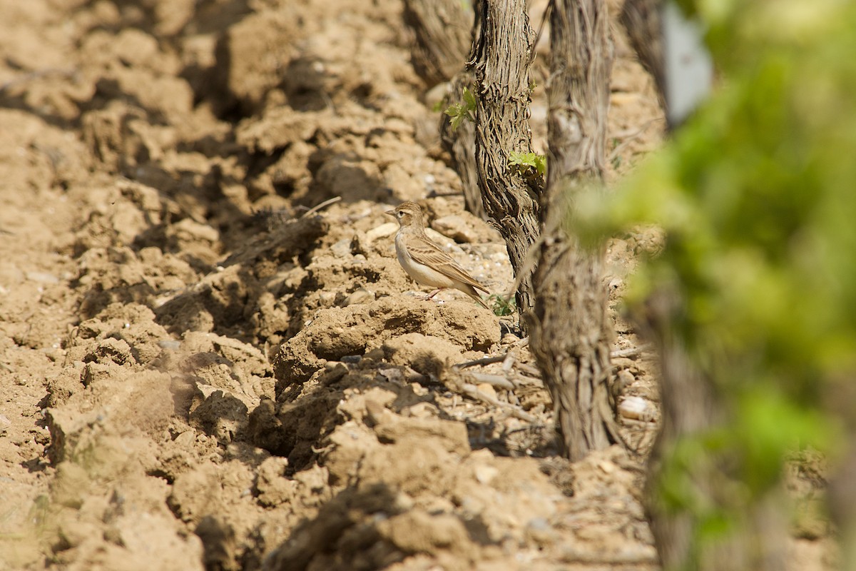 Txoriandre arrunta - ML640643045