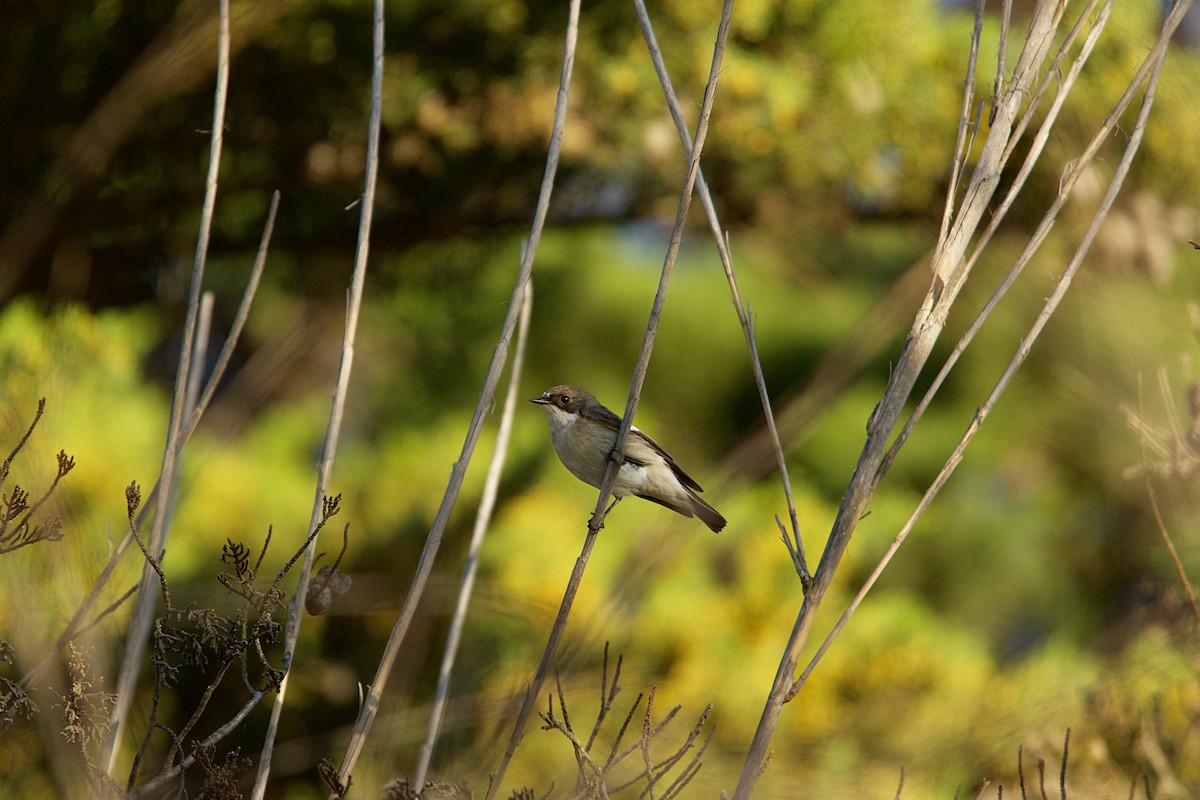 Euli-txori beltza - ML640643075