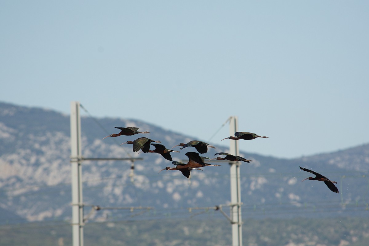 Beltzaran arrunta - ML640643082