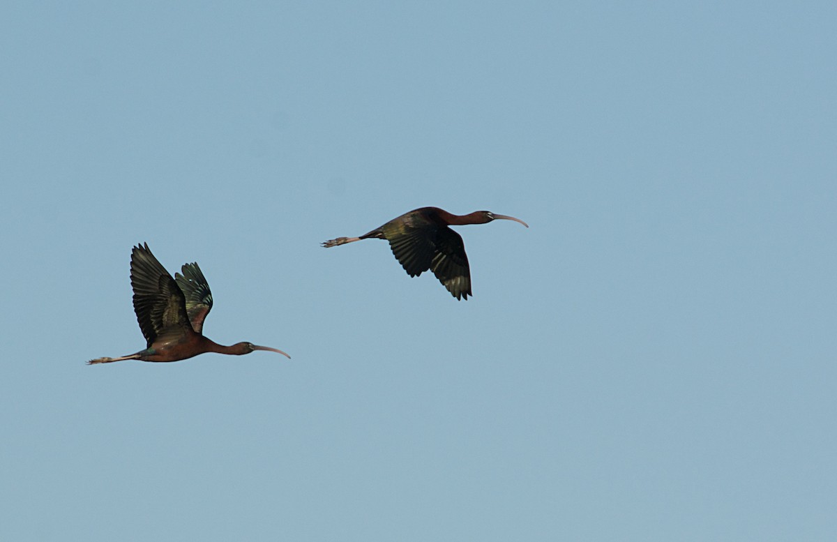 Beltzaran arrunta - ML640643083