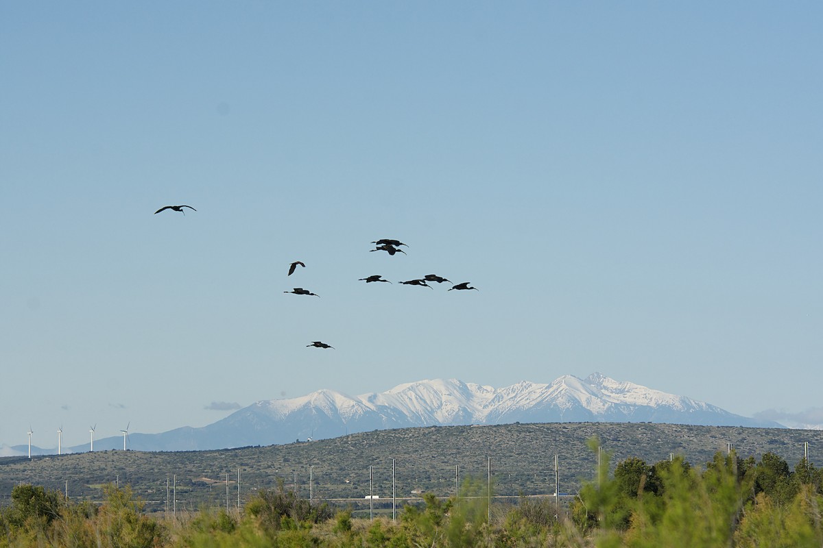 Beltzaran arrunta - ML640643084