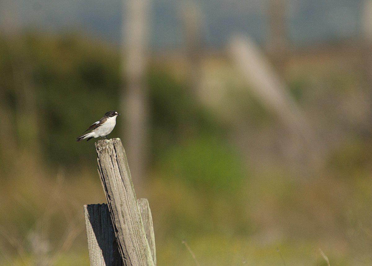 Euli-txori beltza - ML640643095