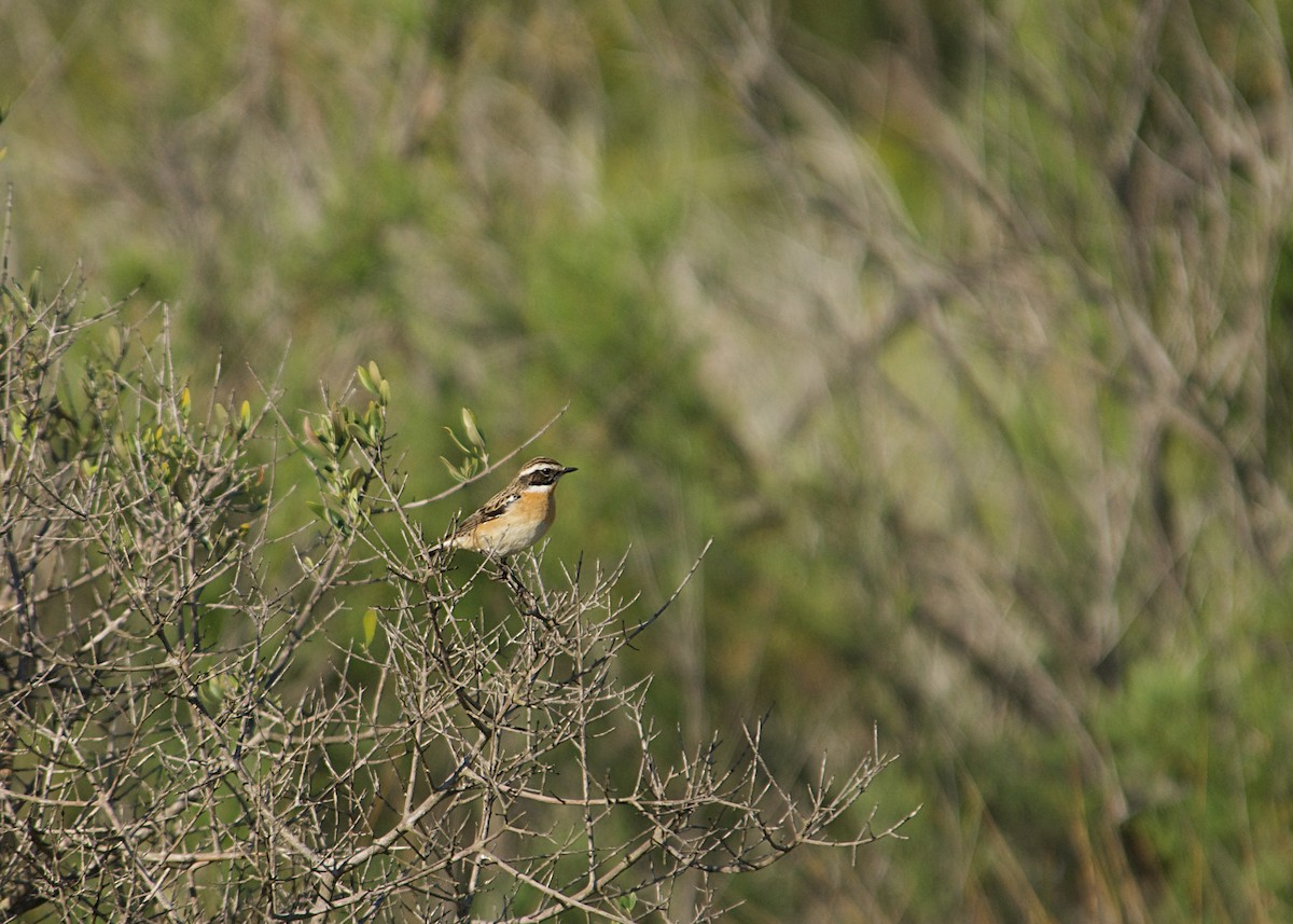 Pitxartxar nabarra - ML640643100