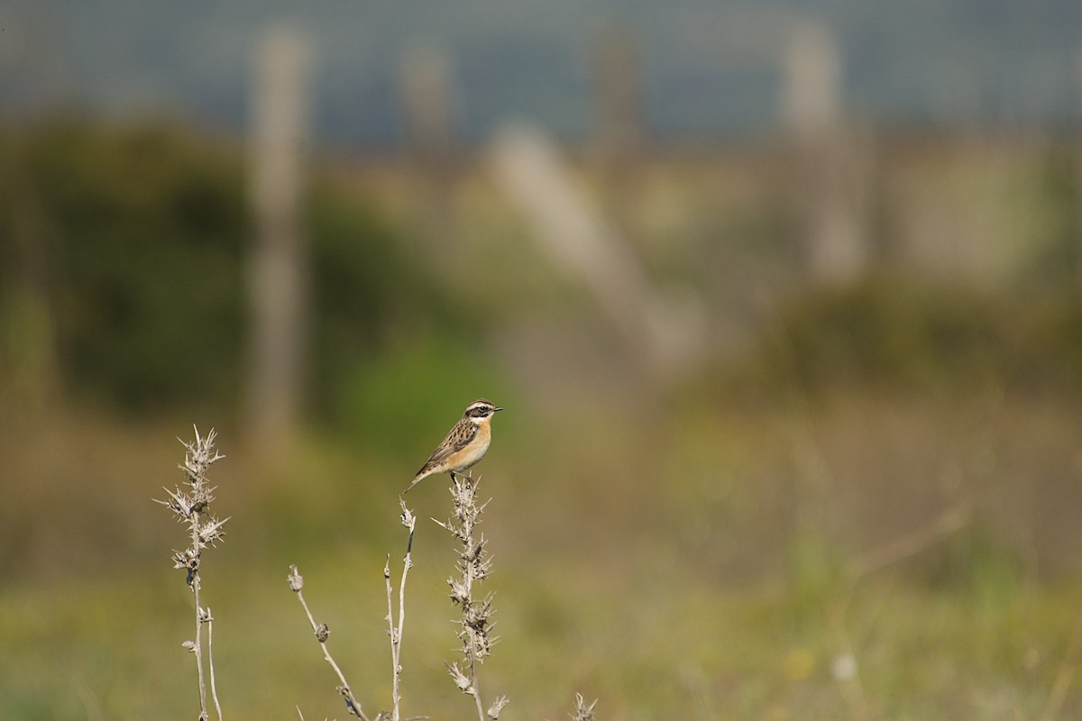 Pitxartxar nabarra - ML640643101