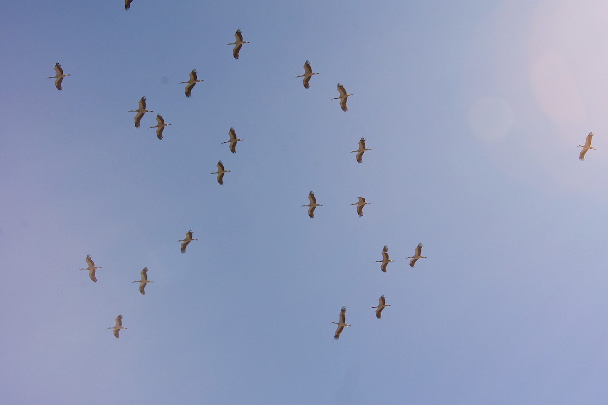 Zikoina zuria - ML640643115