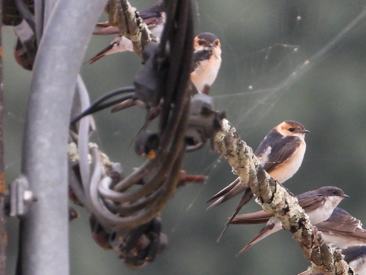 European Red-rumped Swallow - ML640643124