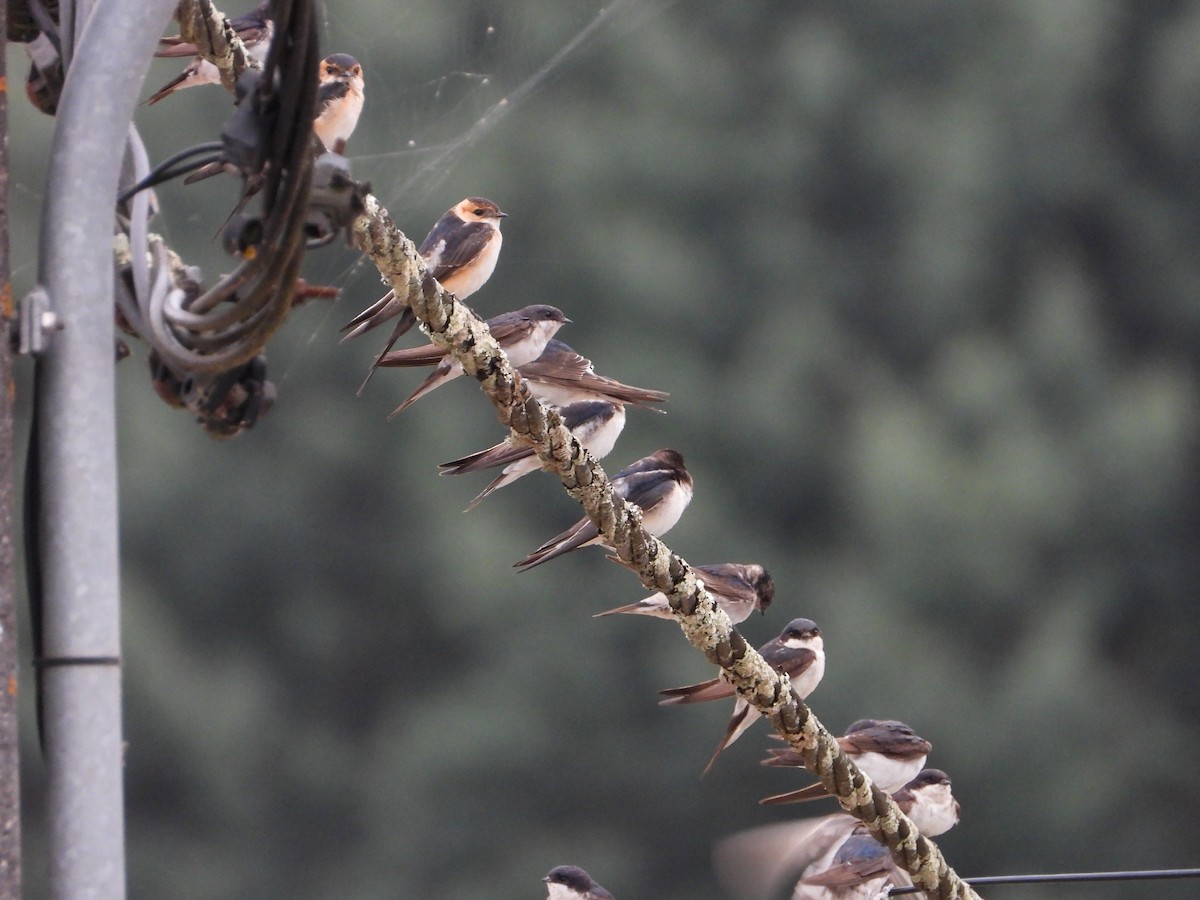 European Red-rumped Swallow - ML640643125