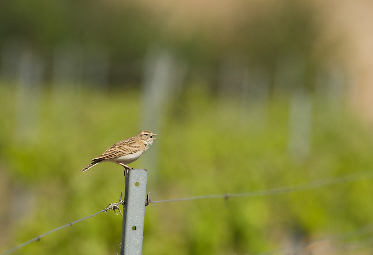 Txoriandre arrunta - ML640643175