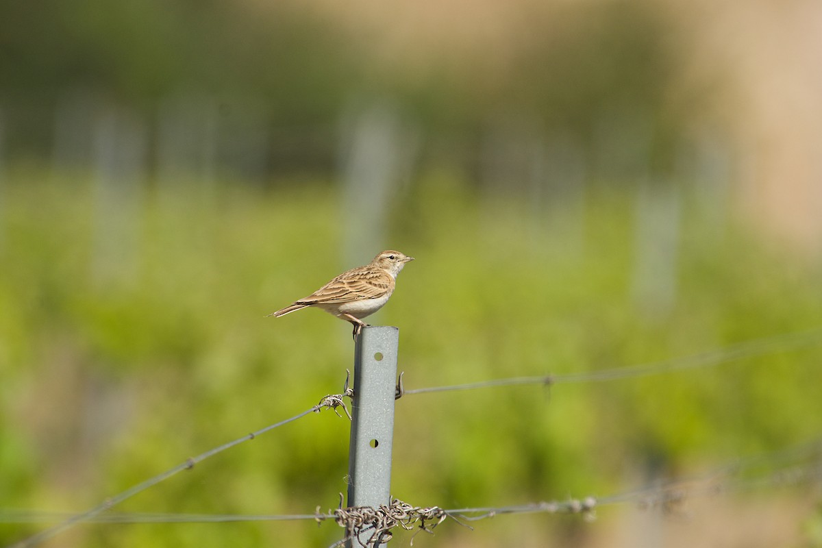 Txoriandre arrunta - ML640643176