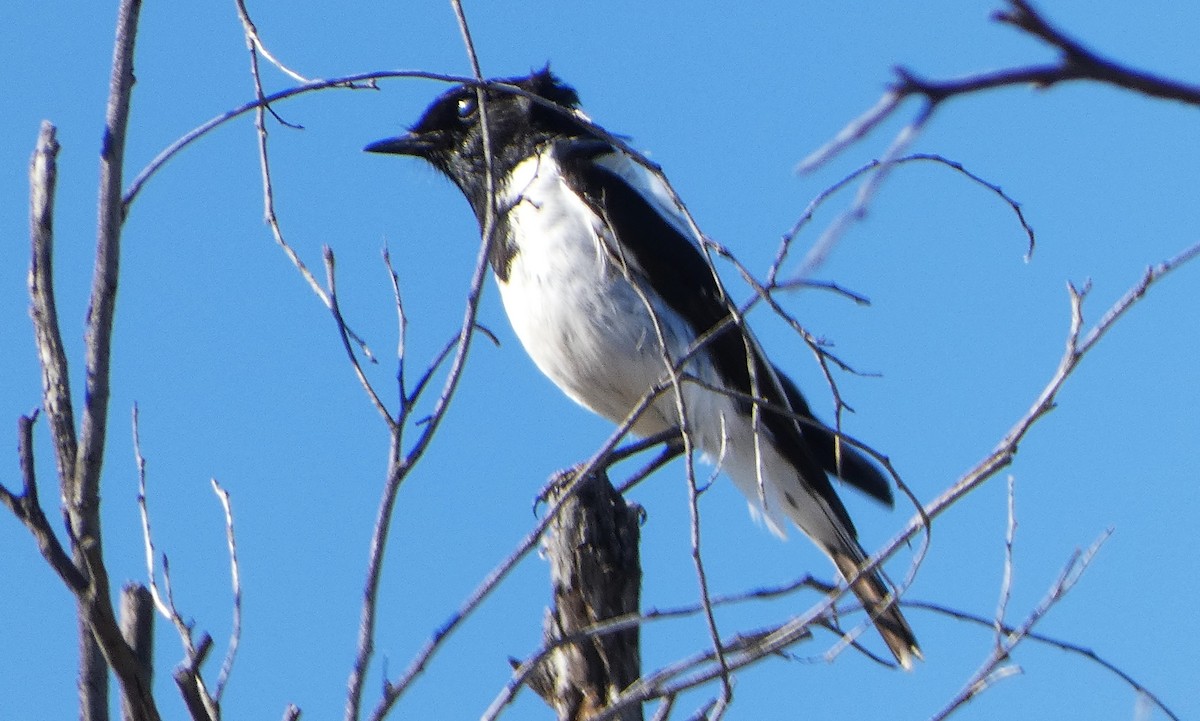 Hooded Robin - ML640643187