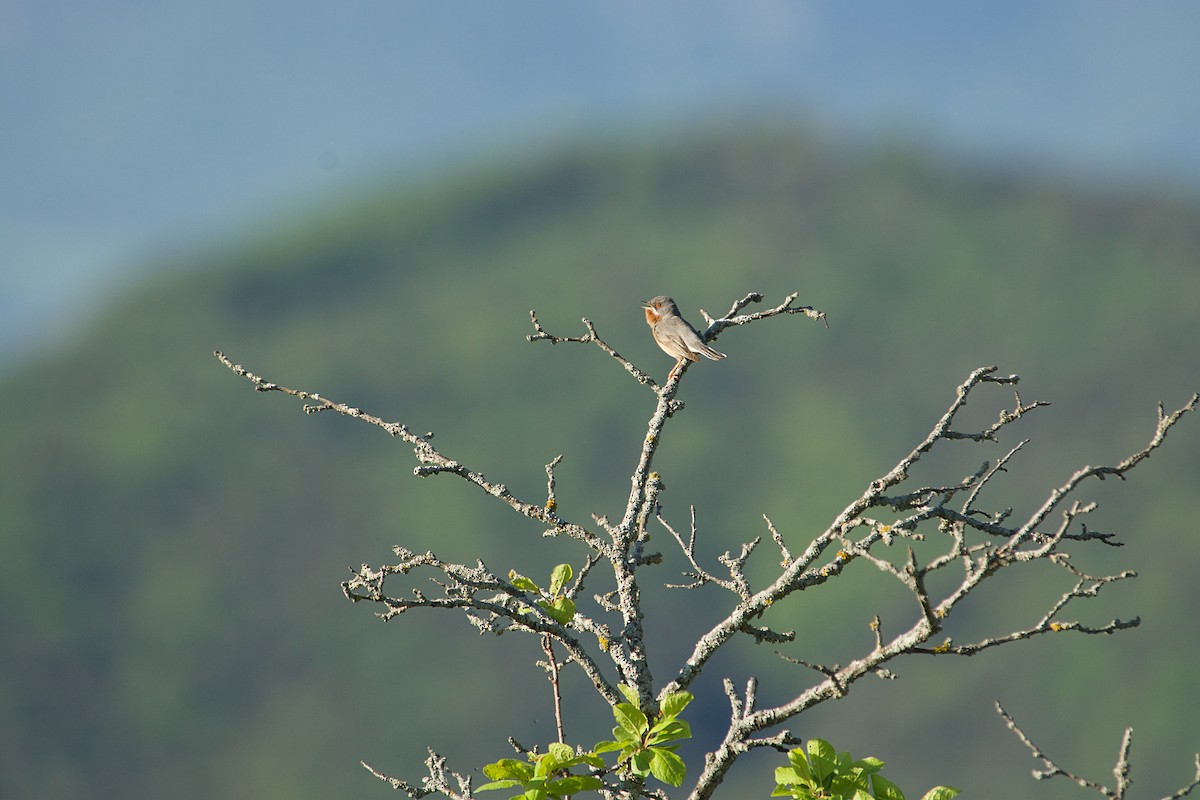 Txinbo papargorrizta iberiarra - ML640643225