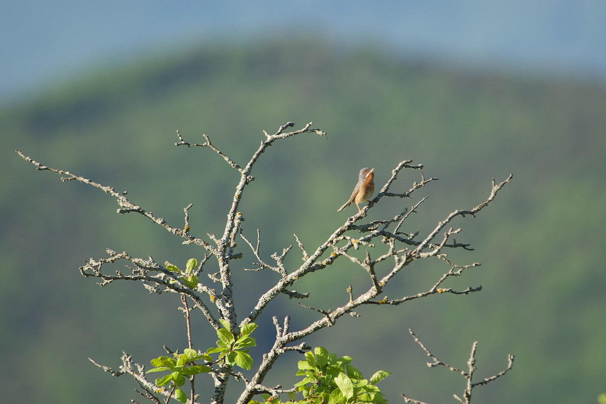 Txinbo papargorrizta iberiarra - ML640643226