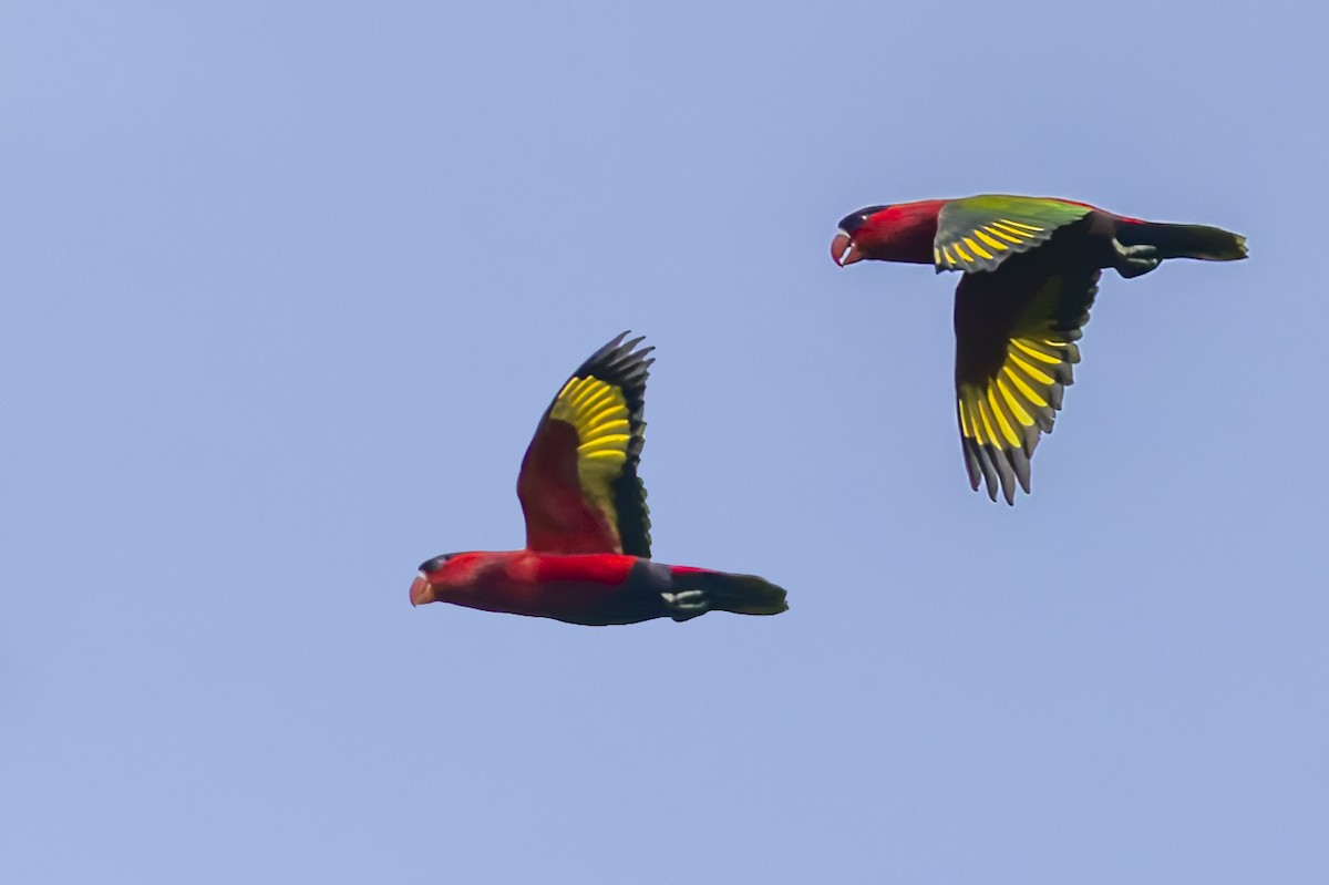 Purple-bellied Lory - ML640643227