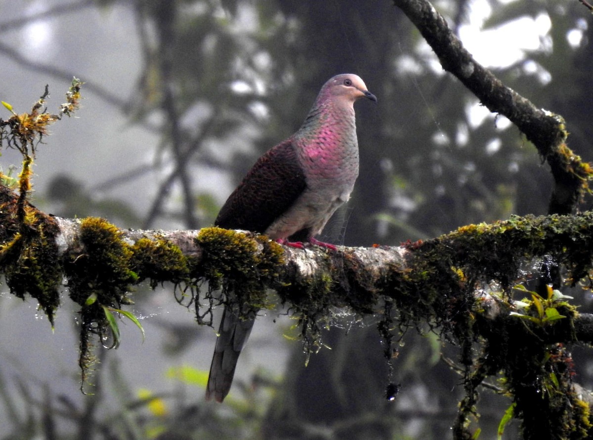 Wedge-tailed Green-Pigeon - ML640643361