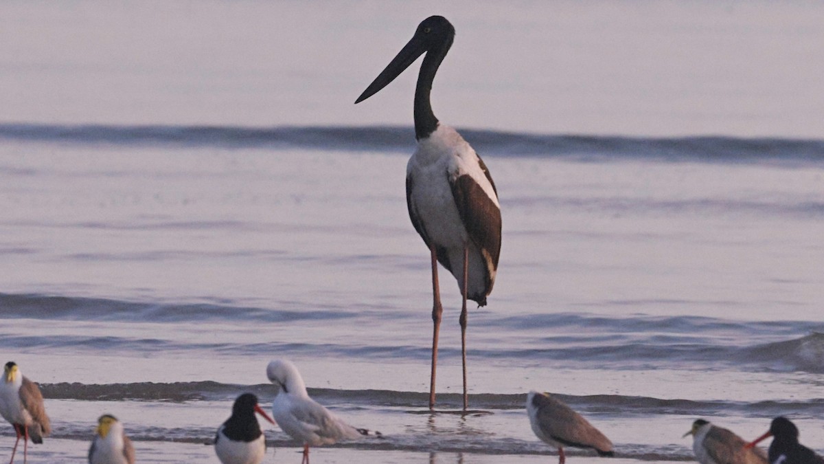 Black-necked Stork - ML640643397
