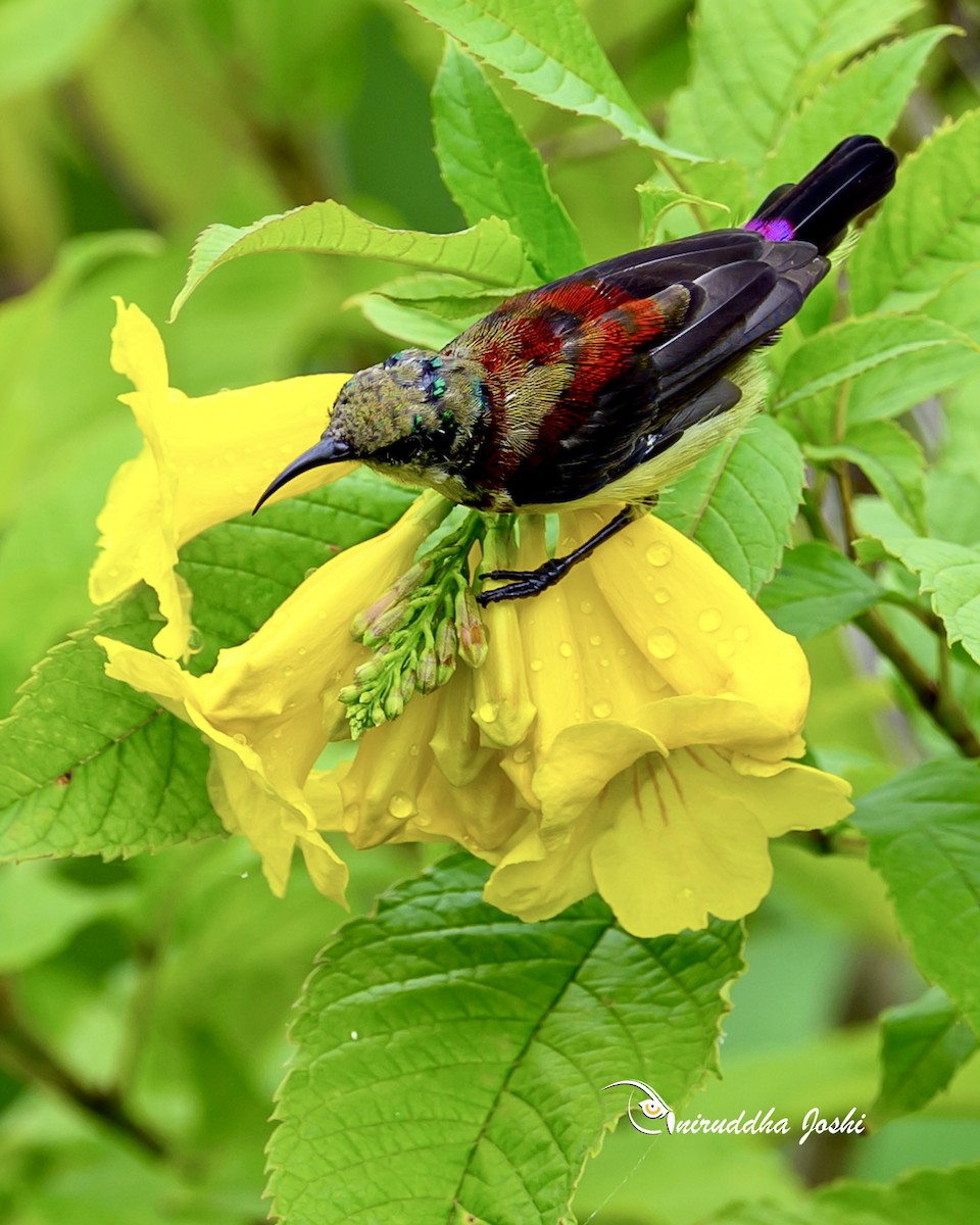 Crimson-backed Sunbird - ML640643527