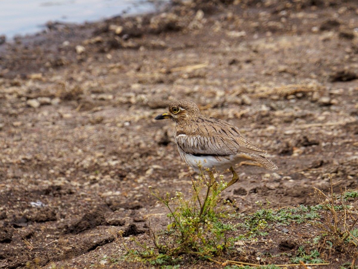 Water Thick-knee - ML640643647