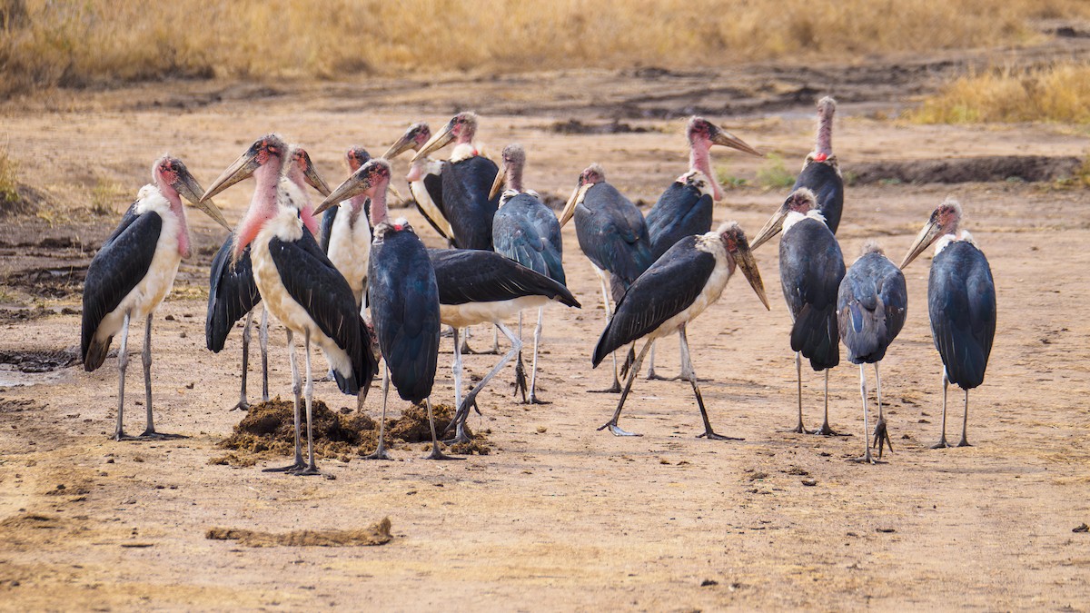Marabou Stork - ML640643657